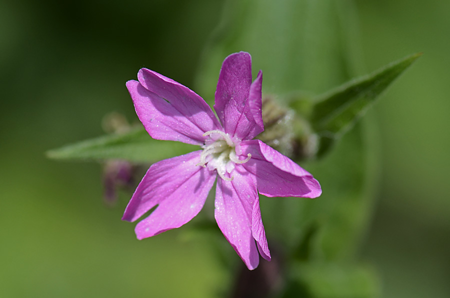 Silene dioica